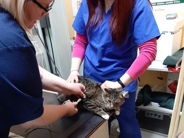 badanie kota w czasie zajęć w przychodni weterynaryjnej